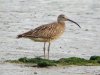 Whimbrel at Two Tree Island (Steve Arlow) (118821 bytes)